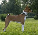 Basenji www.Dogobundi.de(1039)